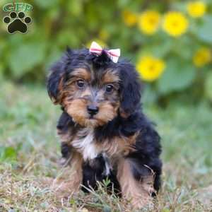 Penny, Yorkie Poo Puppy